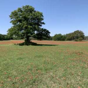 IMG_8744.JPG