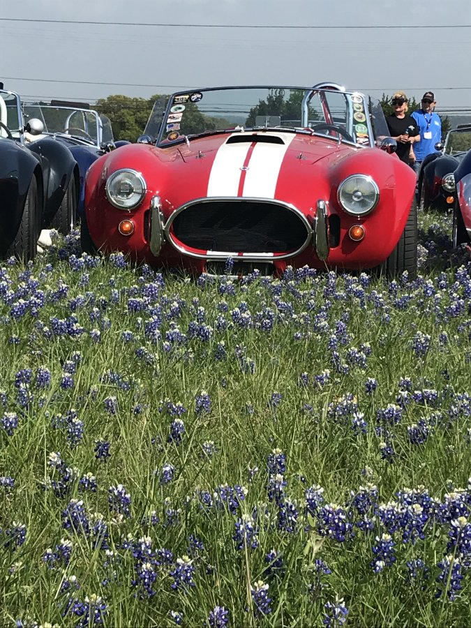 Cobra & Bleubonnets.jpg
